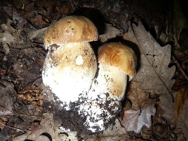 hríb dubový Boletus reticulatus Schaeff.