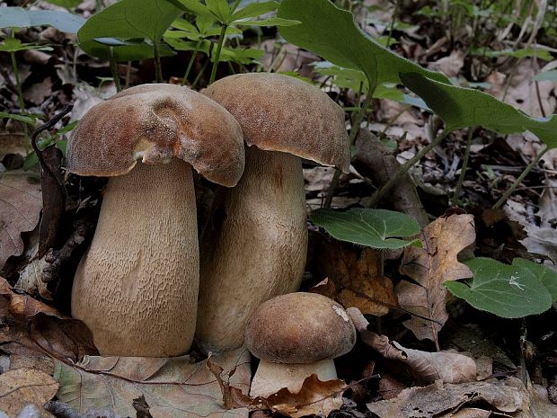 hríb dubový Boletus reticulatus Schaeff.