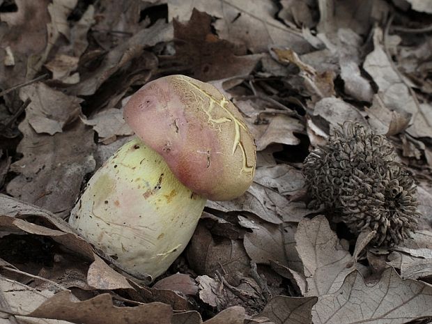 hríb nádherný Butyriboletus fuscoroseus (Smotl.) Vizzini & Gelardi