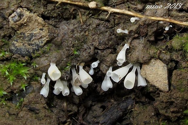 škľabôčka žihľavová Calyptella capula (Holmsk.) Quél.