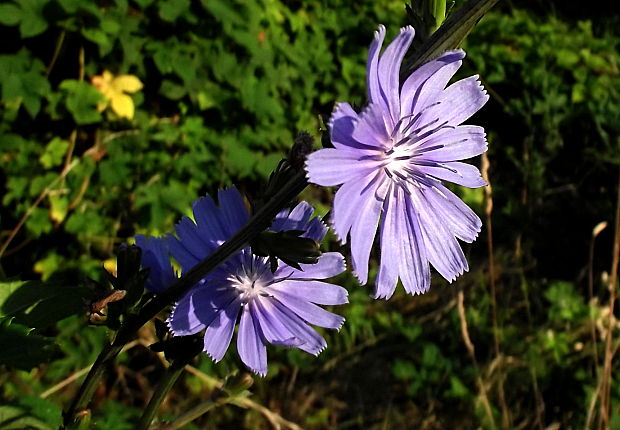 čakanka obyčajná Cichorium intybus L.