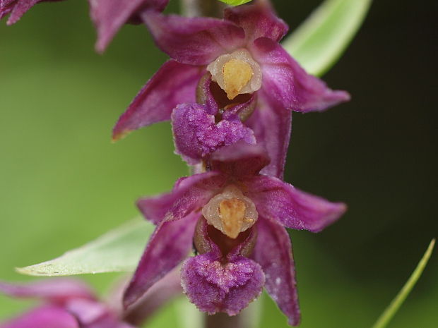 kruštík tmavočervený pravý Epipactis atrorubens subsp. atrorubens (Hoffm.) Besser