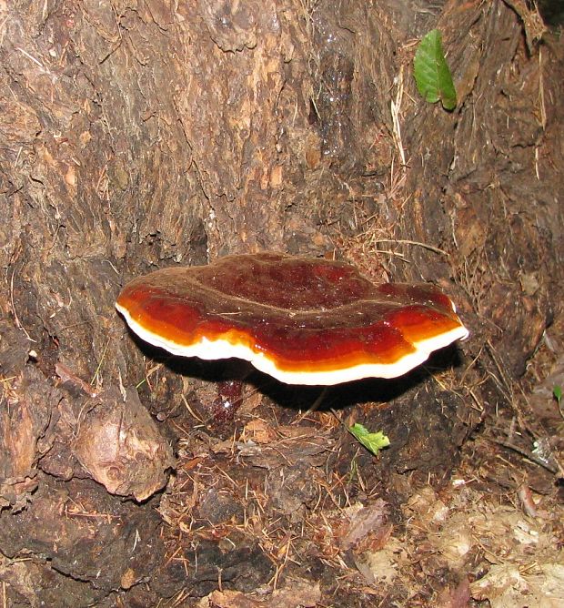 lesklokôrovka hnedočervená Ganoderma lucidum (M.A.Curtis) P. Karst