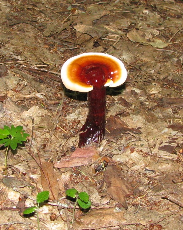 lesklokôrovka hnedočervená Ganoderma lucidum (M.A.Curtis) P.Karst