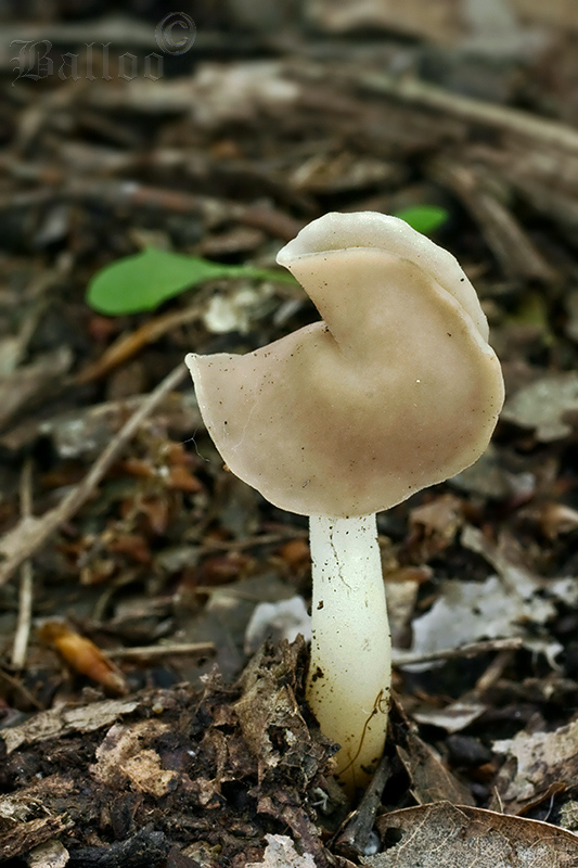 chriapač pružný Helvella elastica Bull.