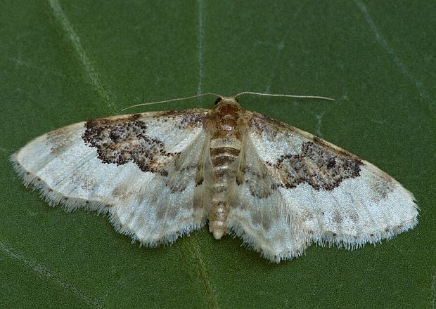 piadica poľná Idaea rusticata