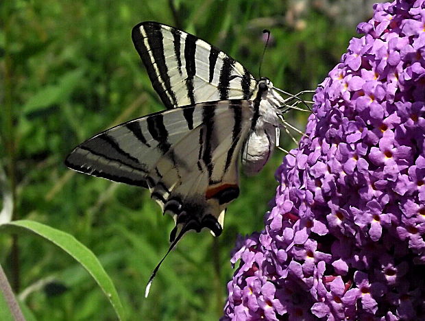 vidlochvost ovocný Iphiclides podalirius