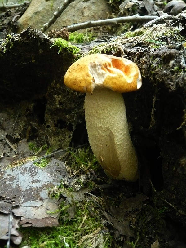 kozák osikový Leccinum albostipitatum den Bakker & Noordel.