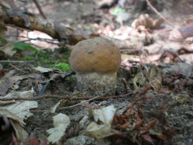 kozák hrabový Leccinum pseudoscabrum (Kallenb.) Šutara