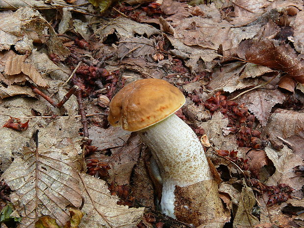 kozák hrabový Leccinum pseudoscabrum (Kallenb.) Šutara