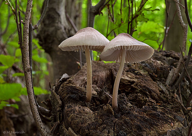 prilbička ružovolupeňová Mycena galericulata (Scop.) Gray