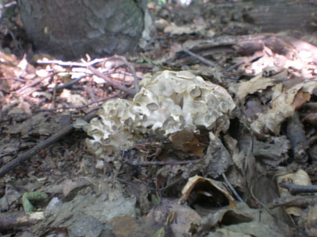 trúdnik klobúčkatý Polyporus umbellatus (Pers.) Fr.