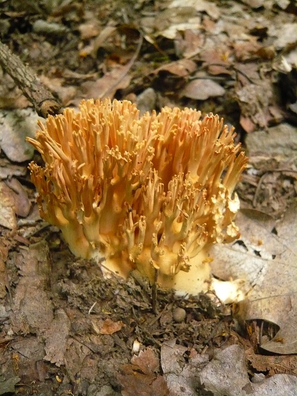 strapačka Ramaria sp.