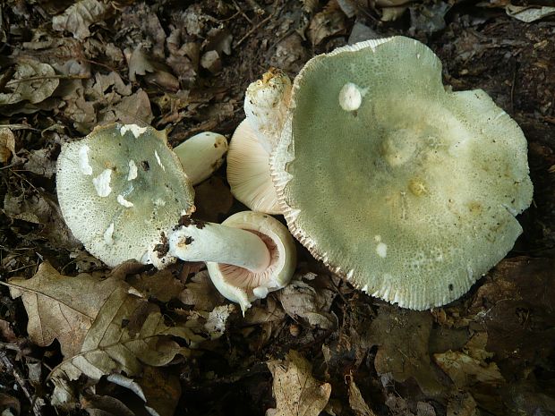 plávka zelenkastá Russula virescens (Schaeff.) Fr.