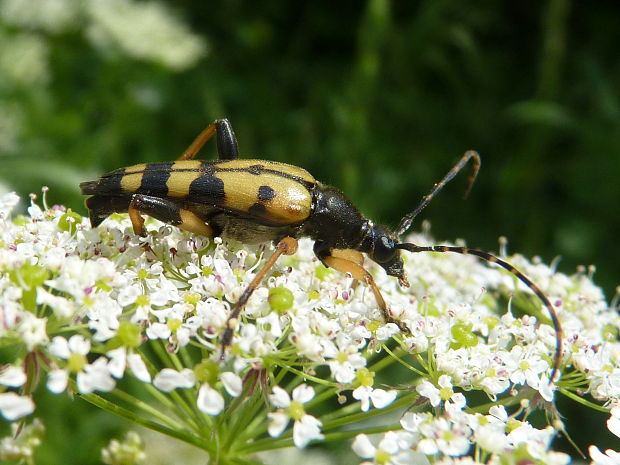 fuzáč škvrnitý Rutpela maculata