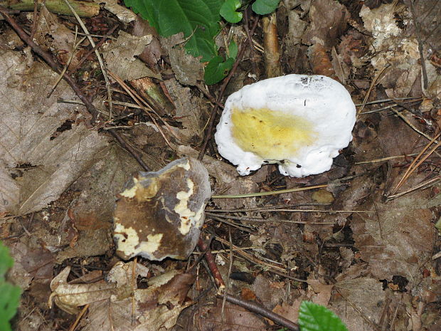 hubožer zlatožltý Sepedonium chrysospermum