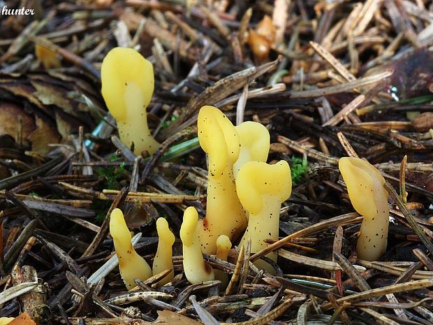 lopatička žltkastá Spathularia flavida Pers.