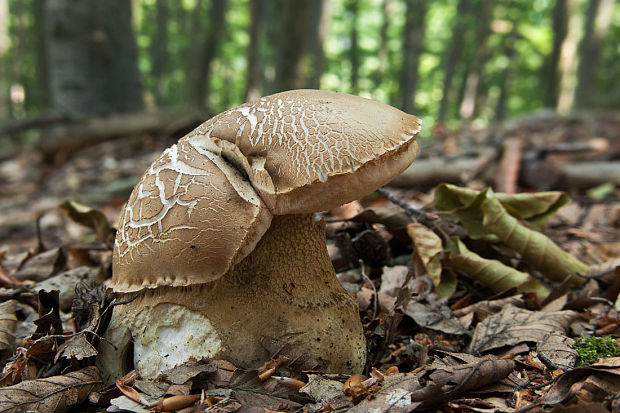 podhríb žlčový Tylopilus felleus (Bull.) P. Karst.