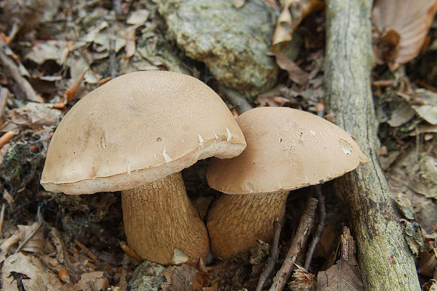 podhríb žlčový Tylopilus felleus (Bull.) P. Karst.