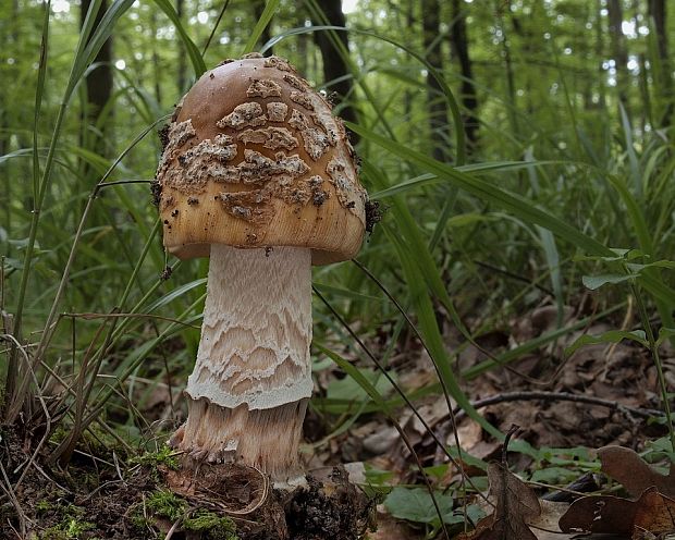 muchotrávka chrastavá Amanita ceciliae (Berk. & Broome) Bas