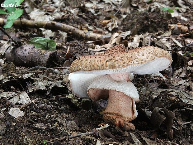 muchotrávka červenkastá Amanita rubescens Pers.