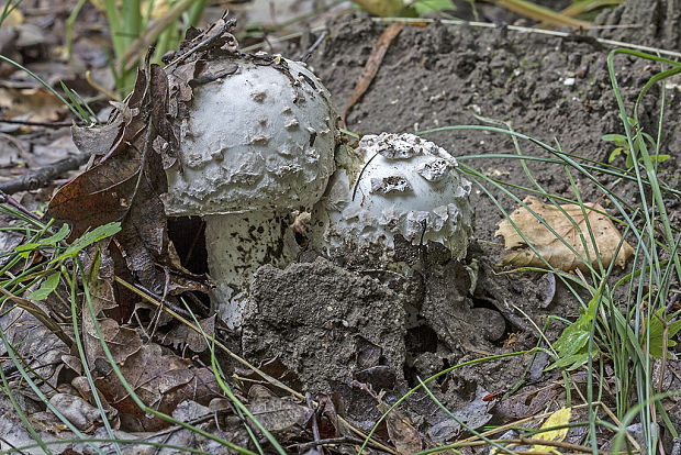 muchotrávka šiškovitá Amanita strobiliformis Gonn. & Rabenh.