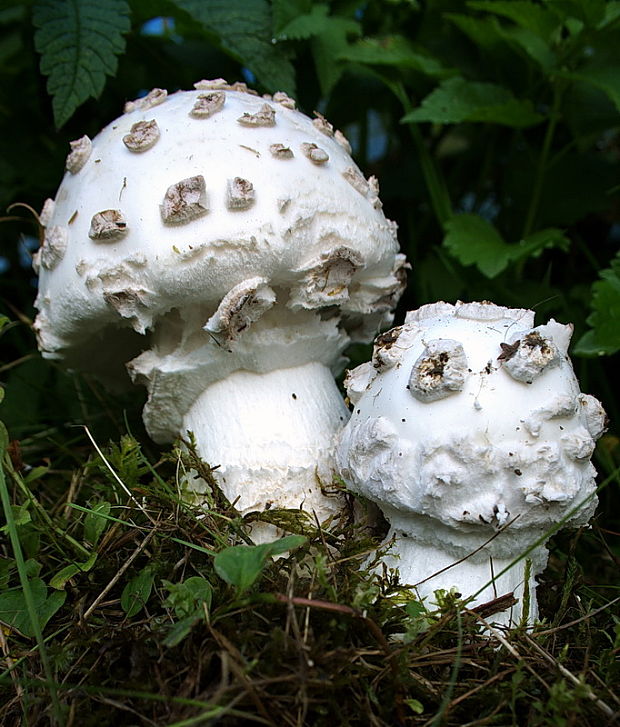 muchotrávka šiškovitá Amanita strobiliformis Gonn. & Rabenh.