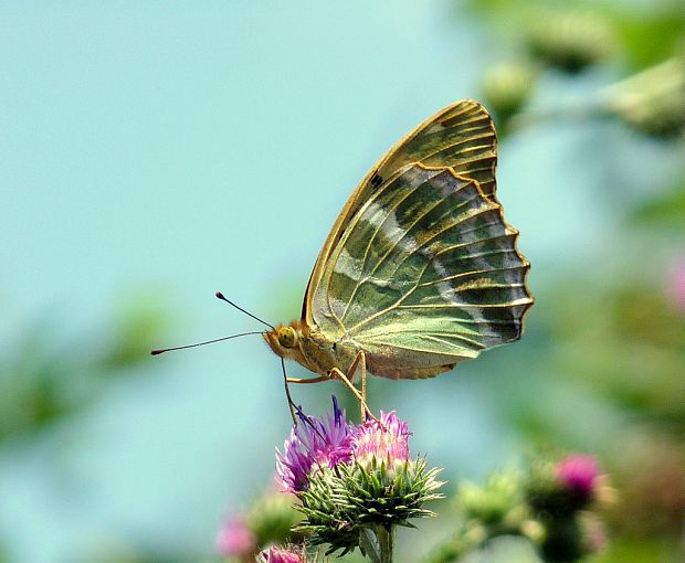 perlovec striebristopásavý Argynnis paphia