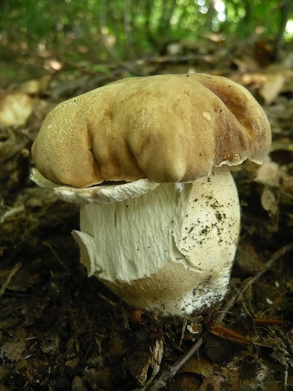 hríb dubový Boletus reticulatus Schaeff.