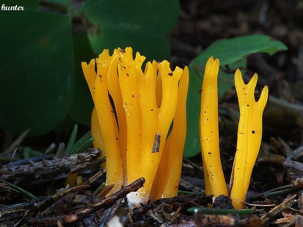 parôžkovec lepkavý Calocera viscosa (Pers.) Fr.