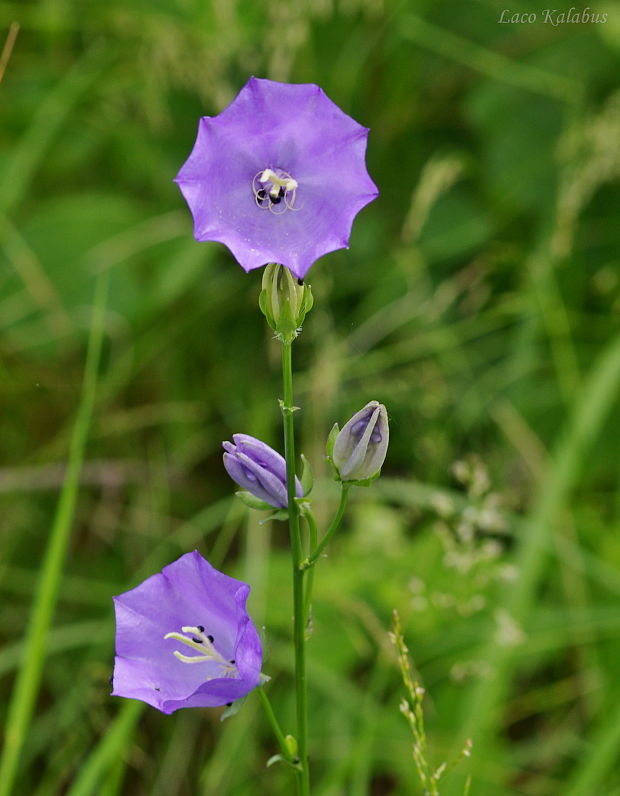 zvonček broskyňolistý Campanula persicifolia L.