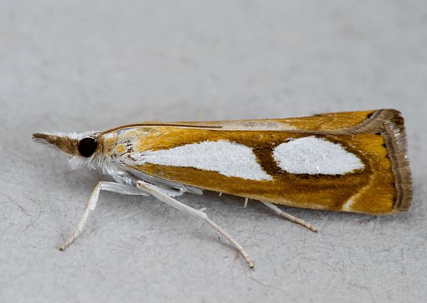 trávovec metlicový Catoptria pinella