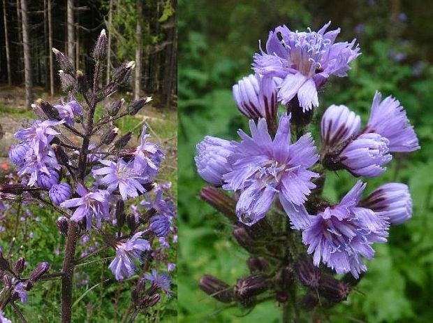 mliečivec alpínsky Cicerbita alpina (L.) Wallr.