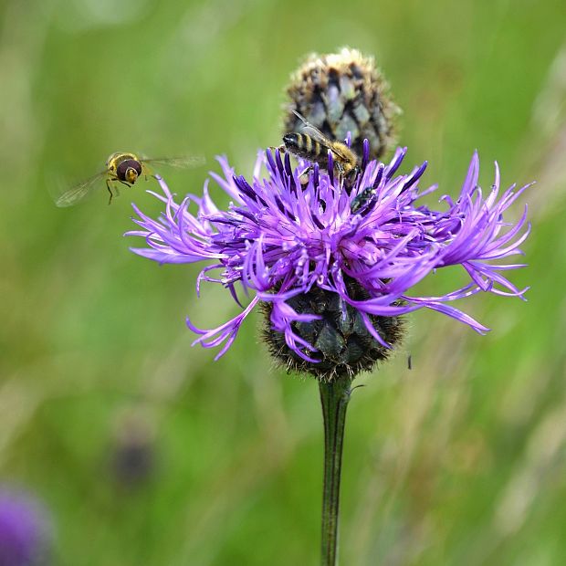 nevädzník hlaváčovitý  Colymbada scabiosa (L.) Holub