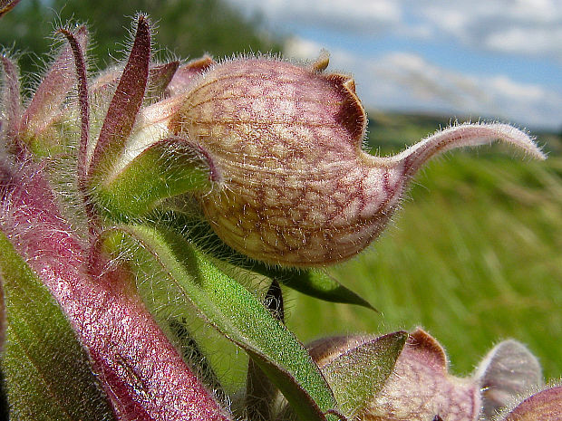 náprstník vlnatý Digitalis lanata Ehrh.