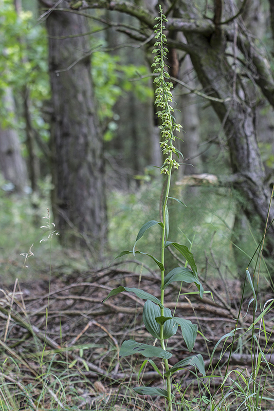 kruštík širokolistý  Epipactis helleborine  (K. Richter) E. Klien