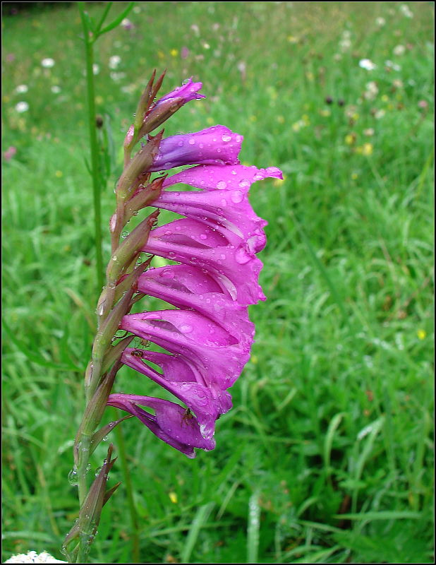 mečík škridlicovitý Gladiolus imbricatus L.