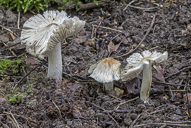 vláknica Inocybe sp.