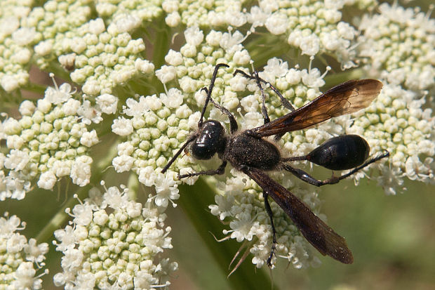 kutavka  Isodontia mexicana  (de Saussure, 1867)