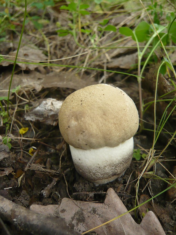 kozák topoľový Leccinum duriusculum (Schulzer ex Kalchbr.) Singer