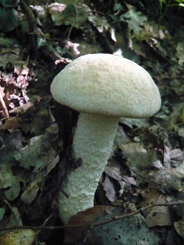 kozák belostný Leccinum percandidum (Vassilkov) Watling