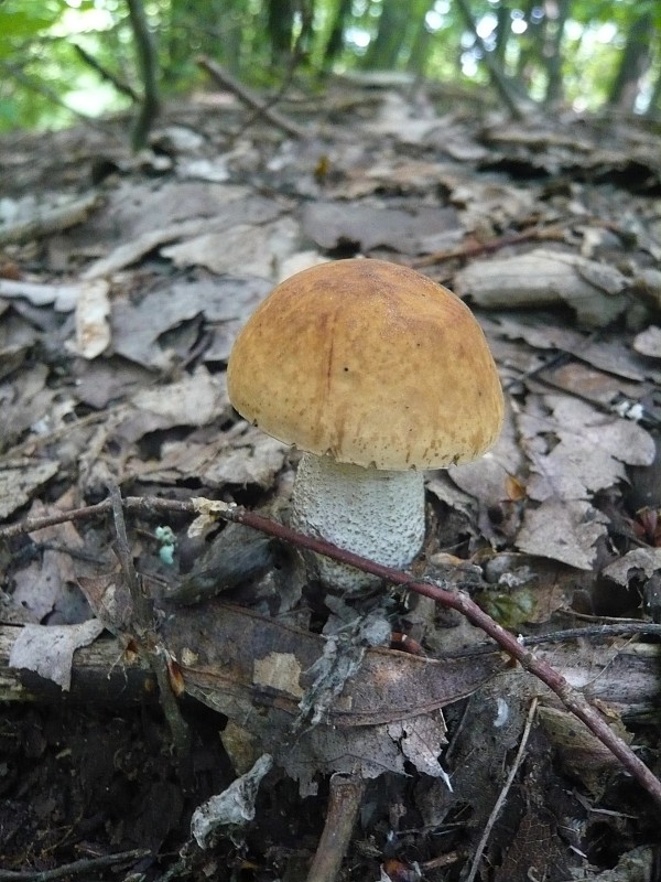 kozák hrabový Leccinum pseudoscabrum (Kallenb.) Šutara