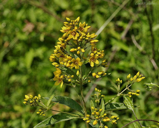 čerkáč obyčajný Lysimachia vulgaris L.