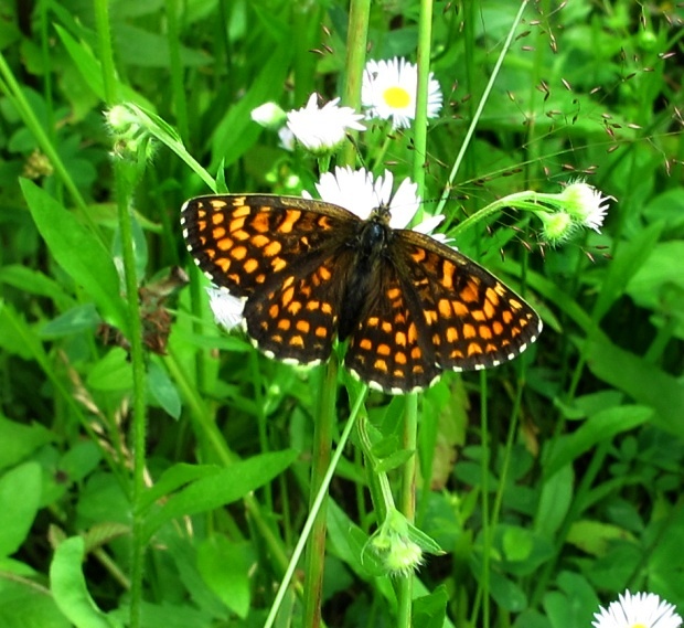 hnedáčik skoroceľový Melitaea athalia