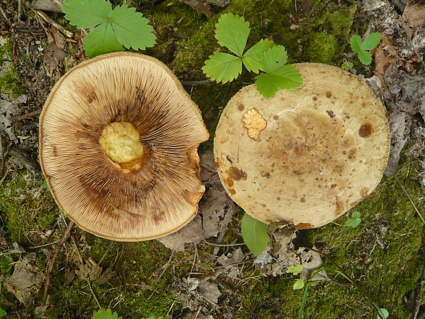 čechračka podvinutá Paxillus involutus (Batsch) Fr.