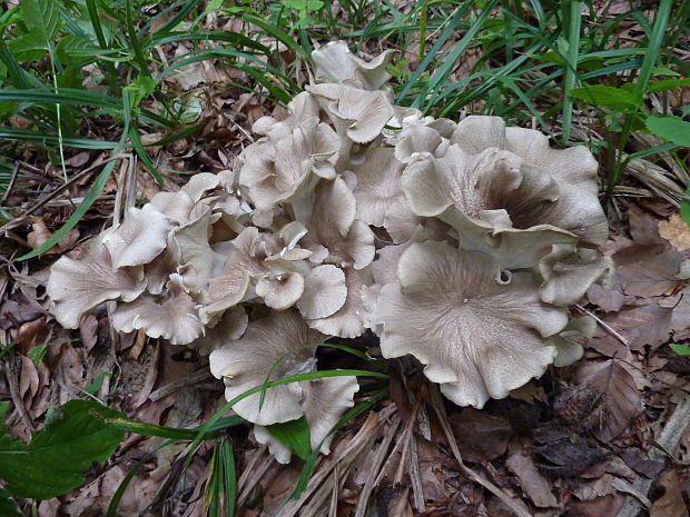 trúdnik klobúčkatý Polyporus umbellatus (Pers.) Fr.