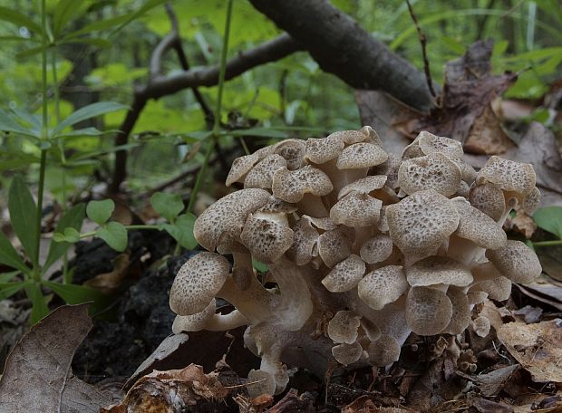 trúdnik klobúčkatý Polyporus umbellatus (Pers.) Fr.