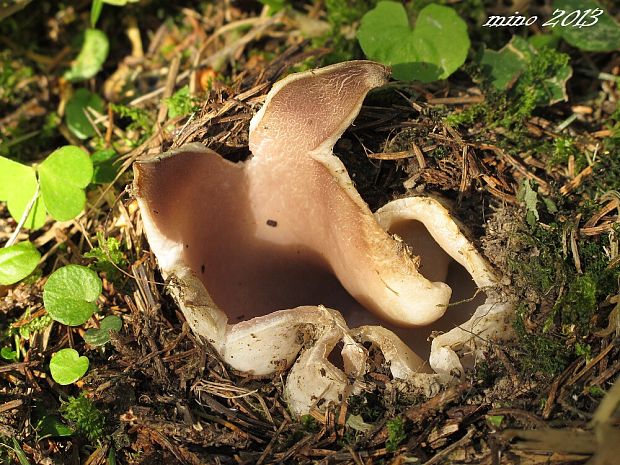 tulipánovka fialová Sarcosphaera coronaria (Jacq.) J. Schröt.