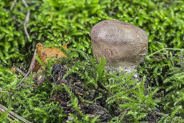 pestrec bradavičnatý Scleroderma cf. verrucosum (Bull.) Pers.