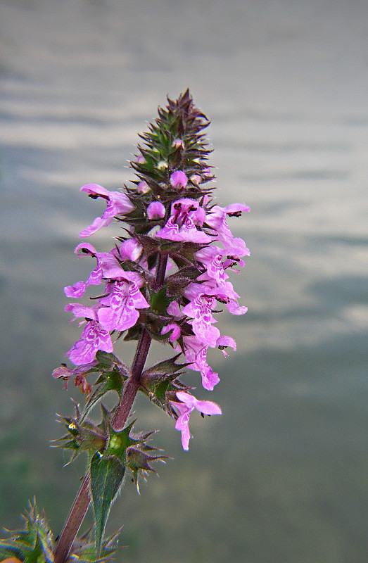 čistec močiarny Stachys palustris L.